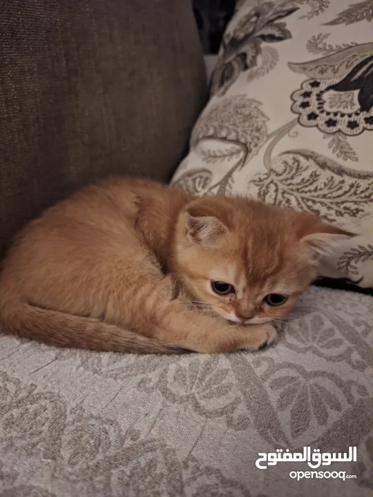 kittens for sale 60 days old    Scottish.