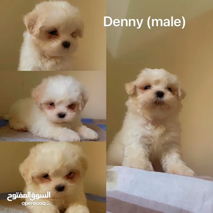 Shih Tzu puppies looking for new home