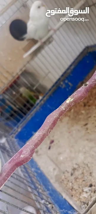 جوز جنه جوز حب جوز كنار جوز كوكتيل  (اقرا الوصف ضروري)