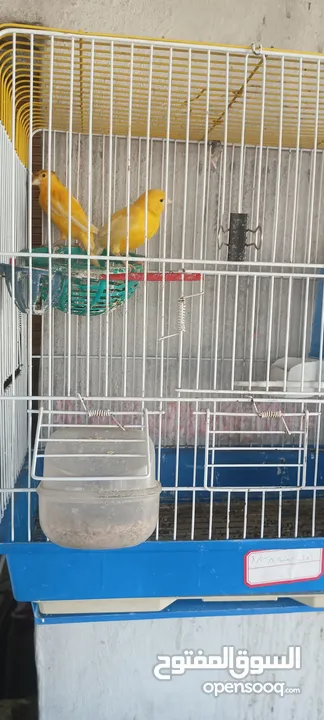 مجموعة طيور للبيع