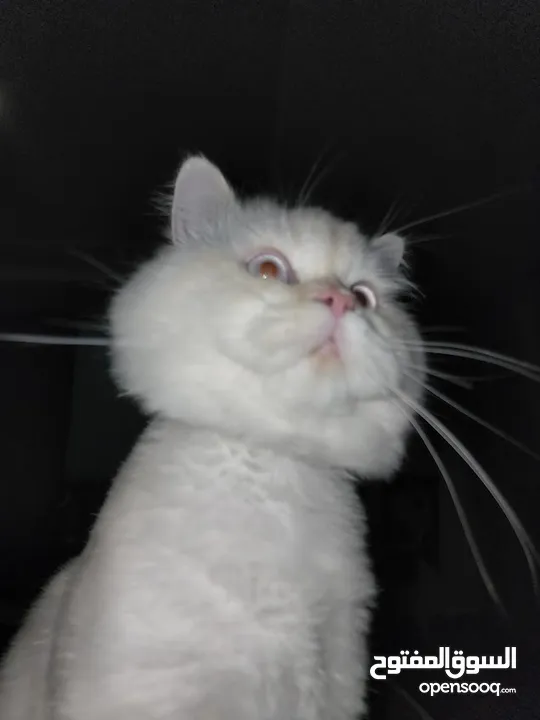 Cats for Adoption