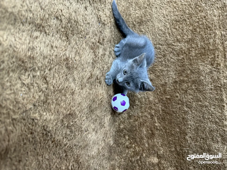 Russian blue  kitten