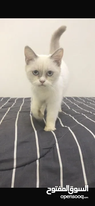 small cat for sell in rak