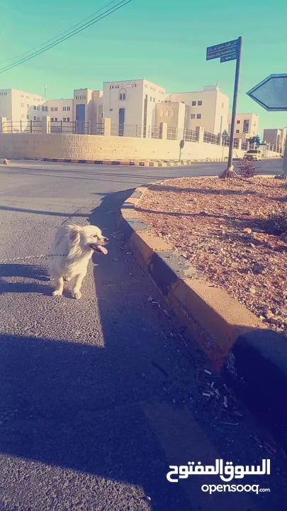 كلب لولو فوكس للبيع اليف