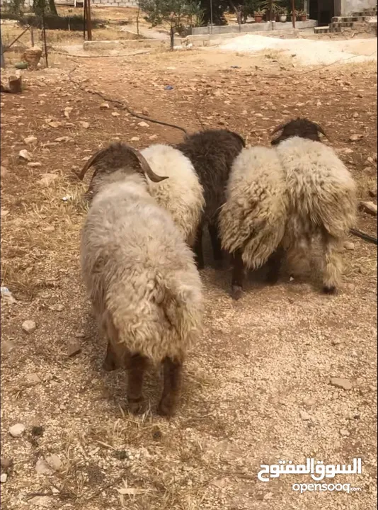 خرفان اضاحي