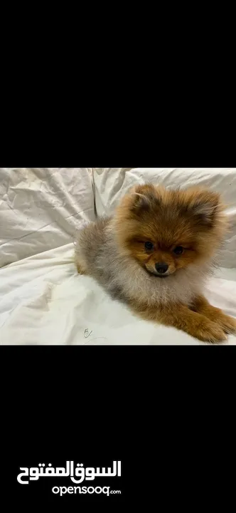 Pomeranian male 6 month tee cup