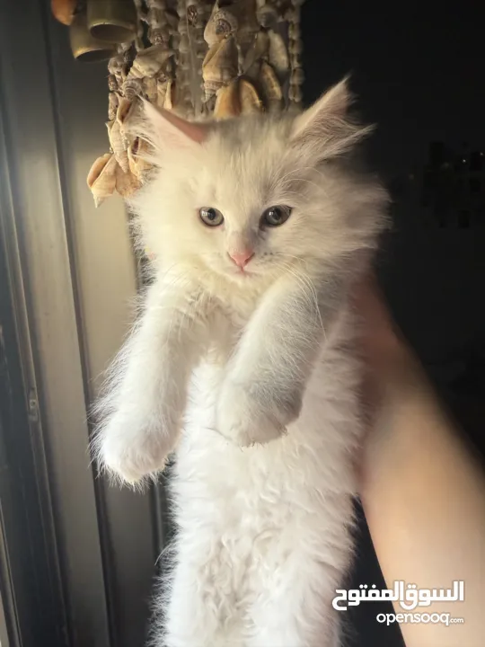 قطة شيرازي بيضاء ~ للبيع بسعر رمزي ^