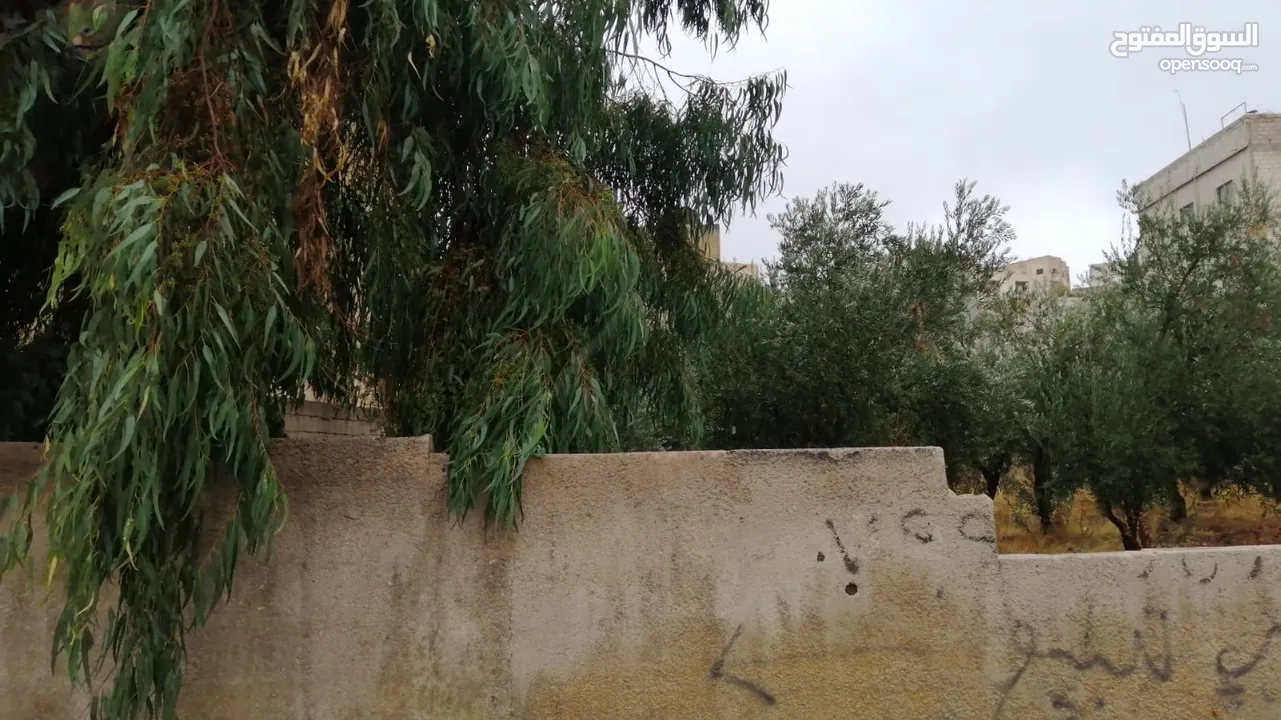 ارض في الجويده (حي الباير) على شارع عام ،  بالقرب مسجد ابونشيش وروضة الوعد الصادق - من المالك مباشرة