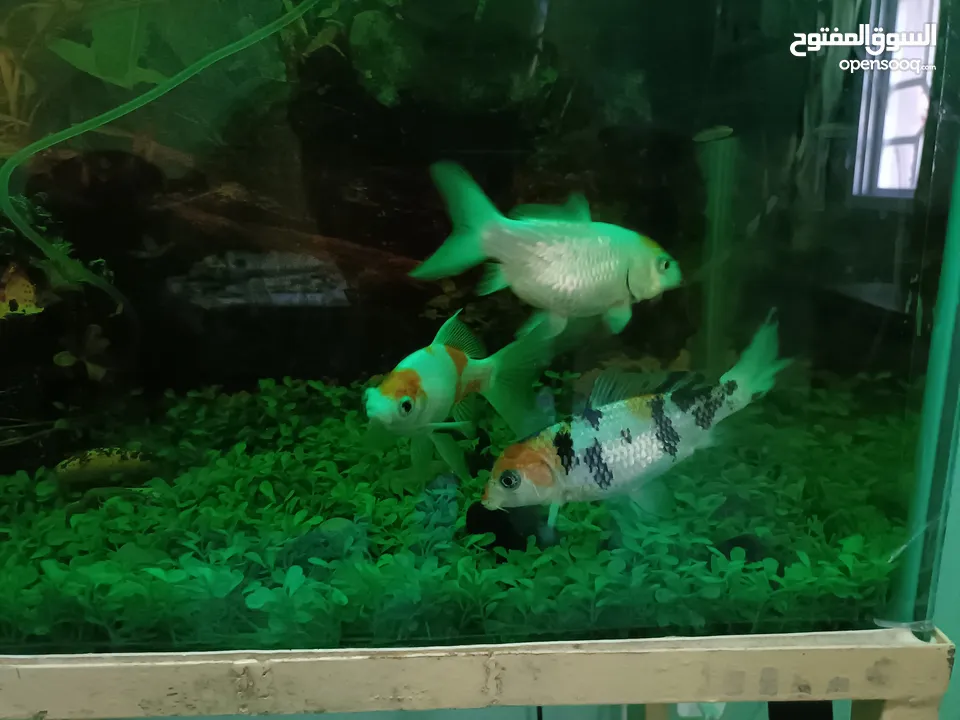 Fish tank with stand