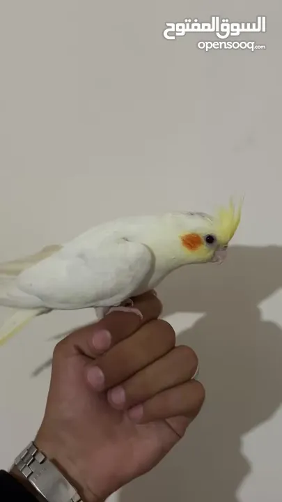 بسم الله ماشاء الله ببغاء كوكتيل لاتينو عين حمرا للبيع