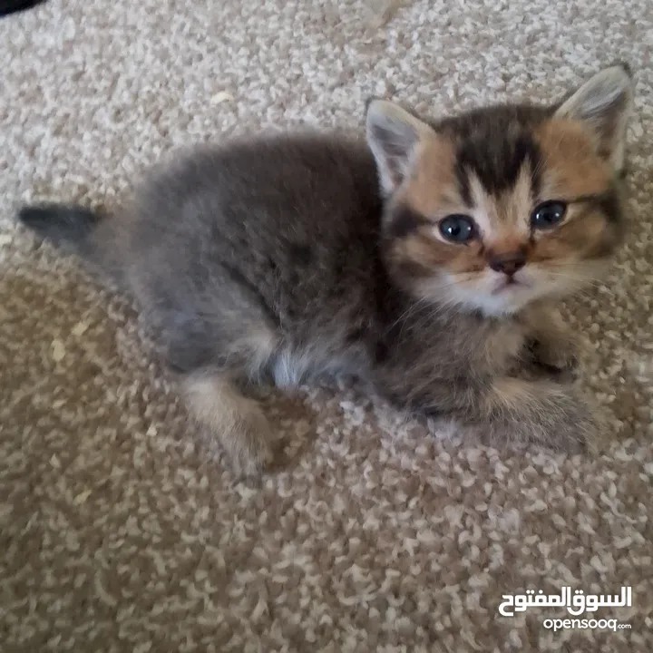 قطط سكوتش و شيرازي سكوتش فولد لعب
