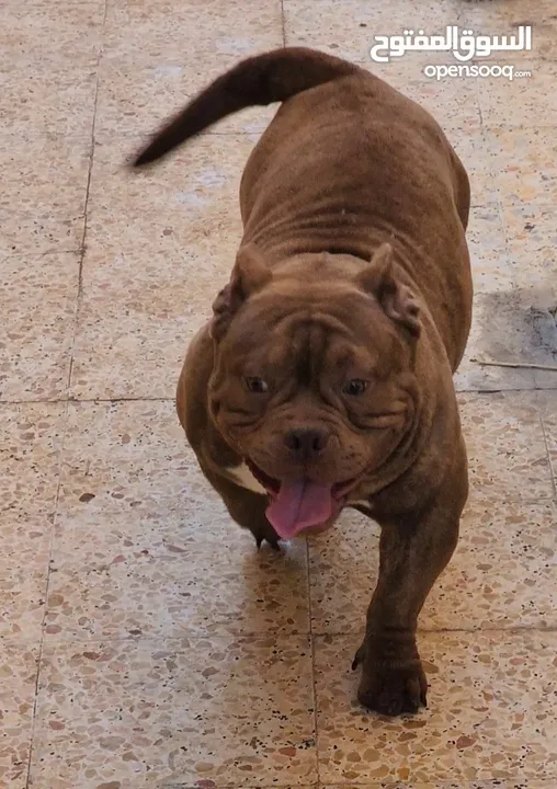 AMERICAN BULLY MALE