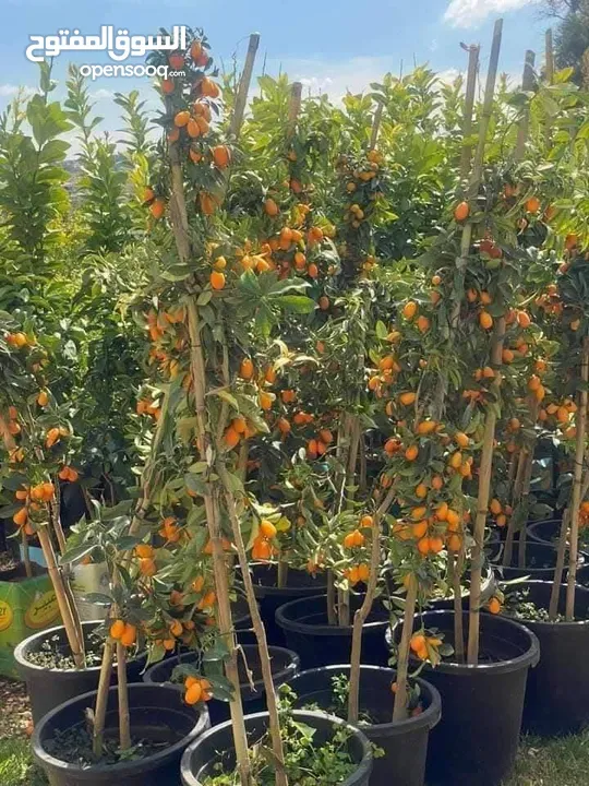 مشاتل السهل الاخضر الزراعيه تنسيق حدائق ومزارع