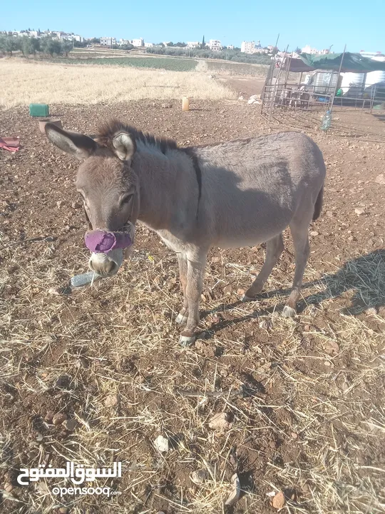 حمار غنم نخب اول ولا غلطه مخصي