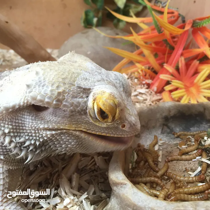 دود قبابي _ميل ورم _ Mealworm