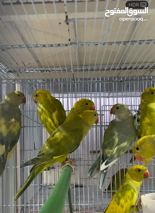 للبيع جميع انواع الطيور  All kinds of birds for sale