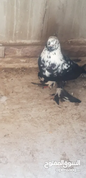 طيرة سكسفونية للبدل بلدي