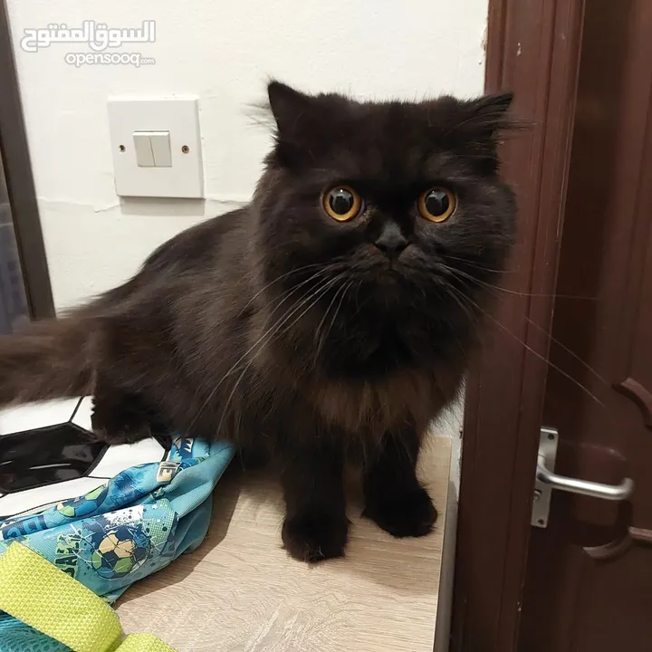 Free beautiful Persian female cat