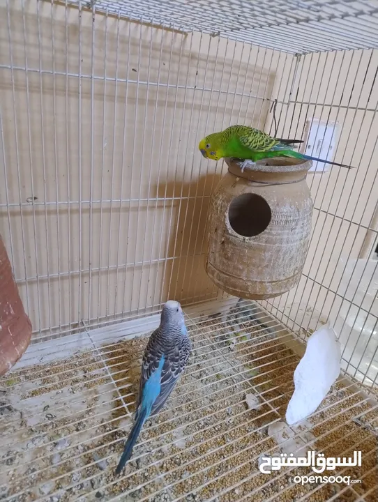 Budgies