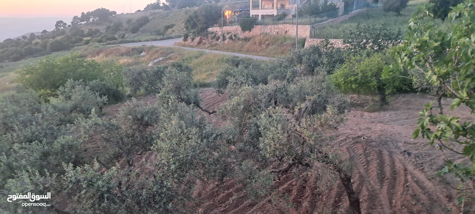 5.5 دونم مزرعة بالسلط باطلالة بانورما على فلسطين للبيع بسعر مغري قابل للتفاوض للجادين