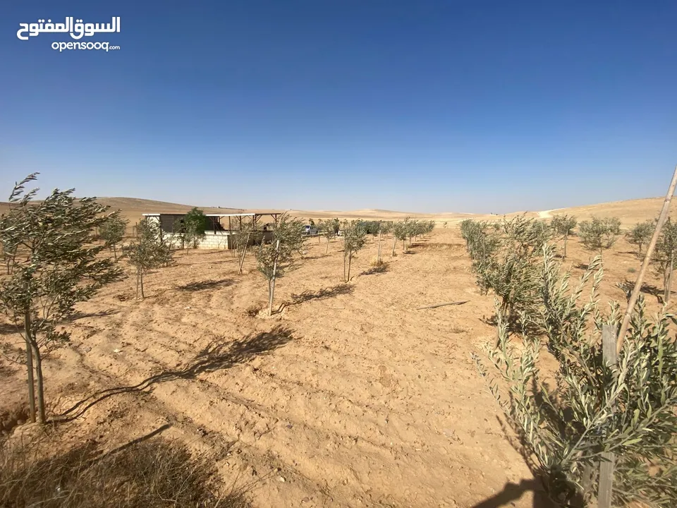 مزرعه زيتون