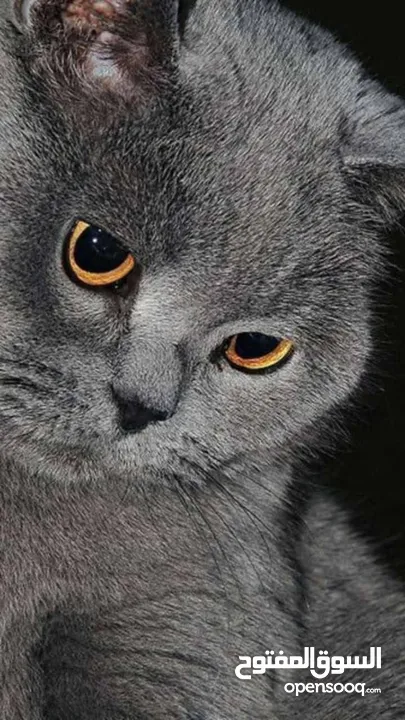 قط ذكر  للبيع العمر 8