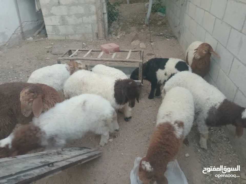 عبر عمر 3 شهور  عدد9