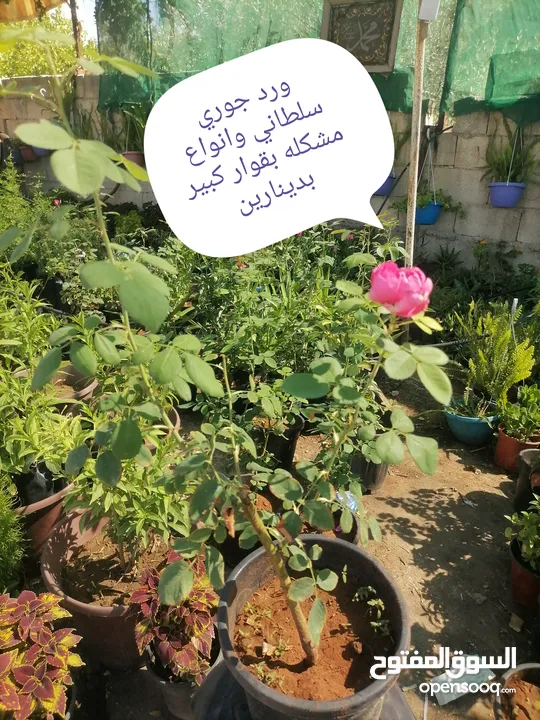 اشتال للبيع يتوفر اشتال منوعه وجميله