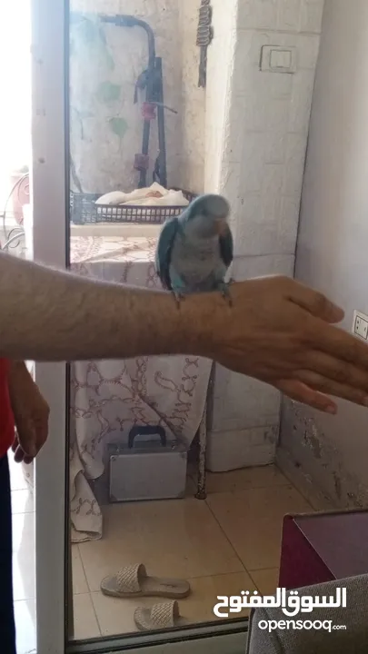 زوج ببغاء كويكر للبيع مع قفص تقريباً 90 سم