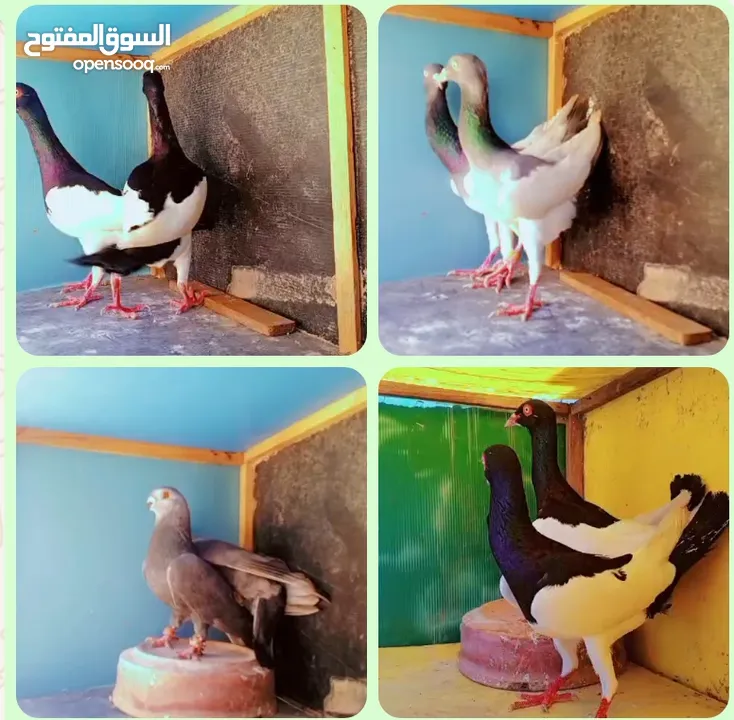 جواز نخب اول+ مخاليف