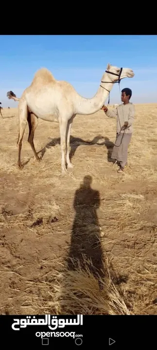 بوش سودانيات أصايل سابقات منتجات حلين في السودان كسلا