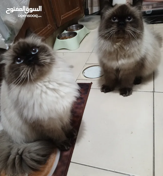 هيمالايا بلو بوينت ذكر وأنثى عمر سنه ماخدين جميع المطاعيم وحبة الدود لعوبين جدا مواليد 2024/5/25