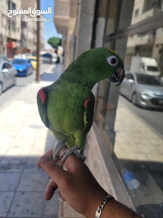 أليف  نوع امازوني بطلع على اليد