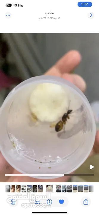 ملكة نمل النجار Carpenter ant queen