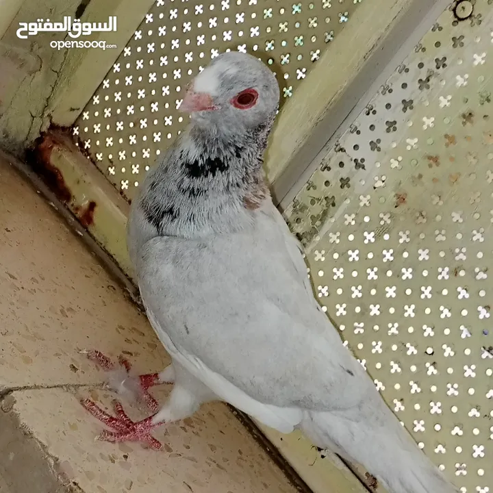 حمام للبيع التفاصيل آخر الاعلان