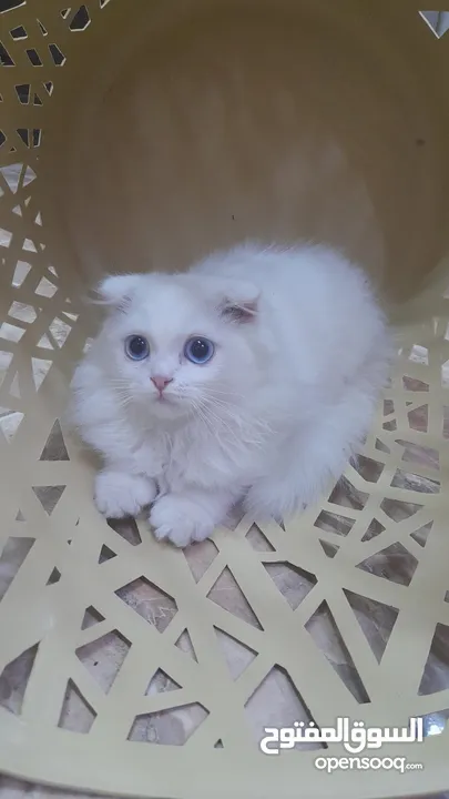 قطط مكس سكوتش فولد جولد وهيملايا شوكلت