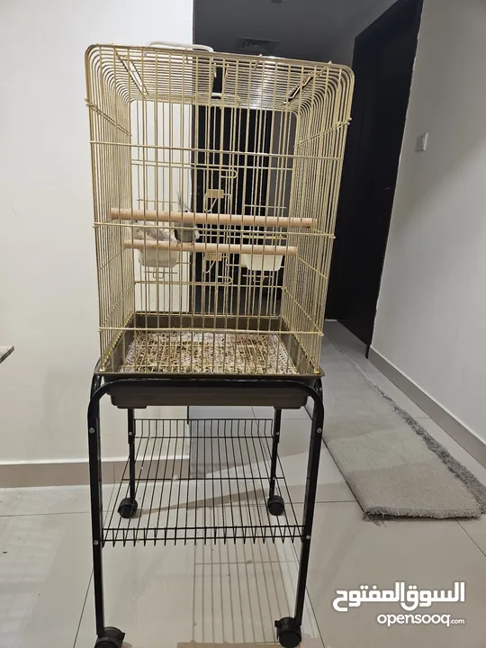 cocktail couple with cage