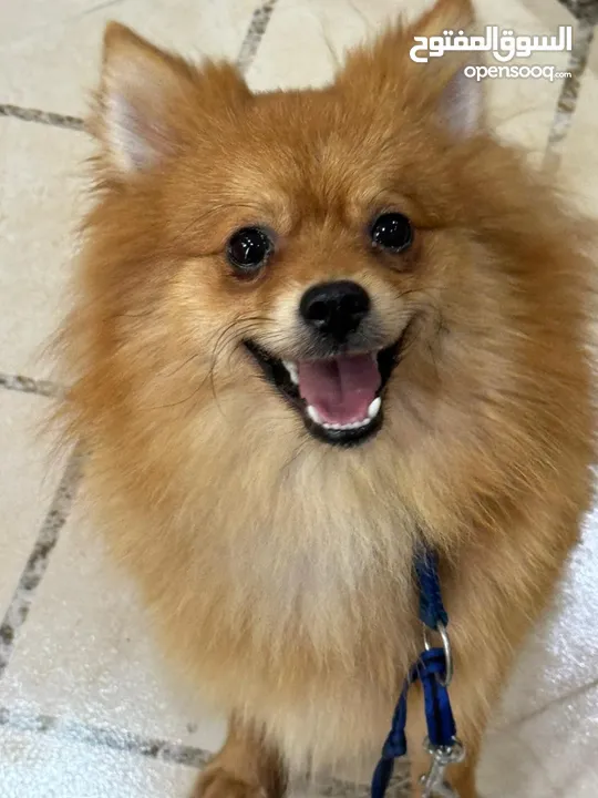 Pomeranian 7 months old