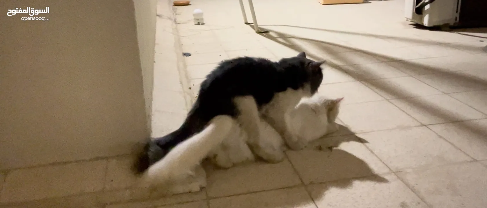 ذكر للتزاوج cat for mating