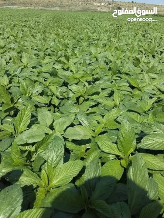 ملوخيه مغسله ومنقبه فرم ناعم جاهزه للطبخ وللتفريز وموجود ناشفه مفروكه وناعمه بدون عيدان مغسله