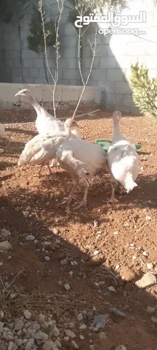 موجود حبش العمر شهرين5