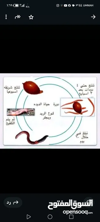 دود فيرمي كومبوست خليط بين دود الريدويجلر ودود التايجر وورم