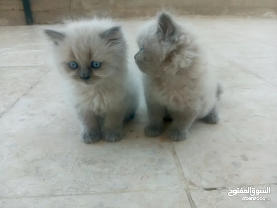 قطط هملايا للبيع ذكر وأنثى العمر شهر ونص لعوبات