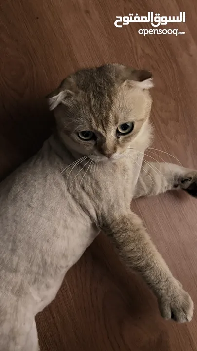 قطط سكوتش فولد  Scottish fold