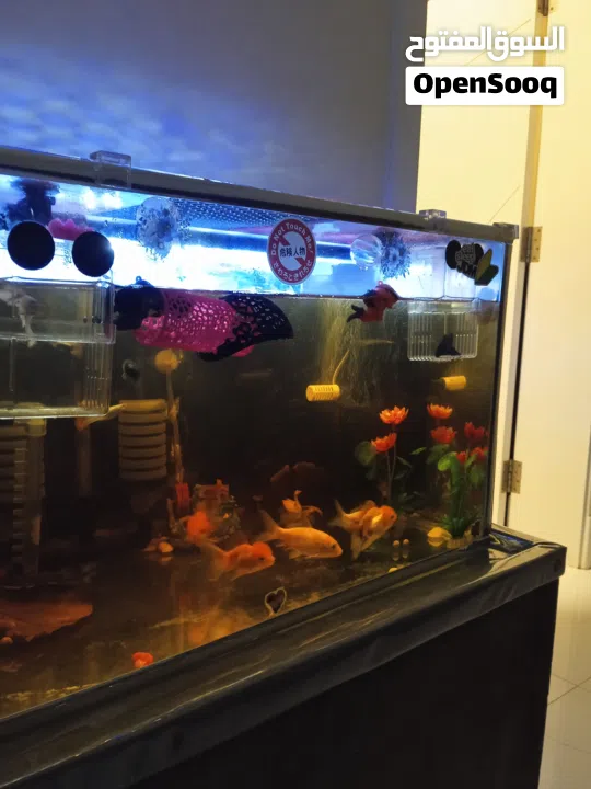 حوض سمك الزينه فلترين واحد ميكانيكي والثانى بيوكيميائى بالاضافه الى مصباح تعقيم وسخان حراره