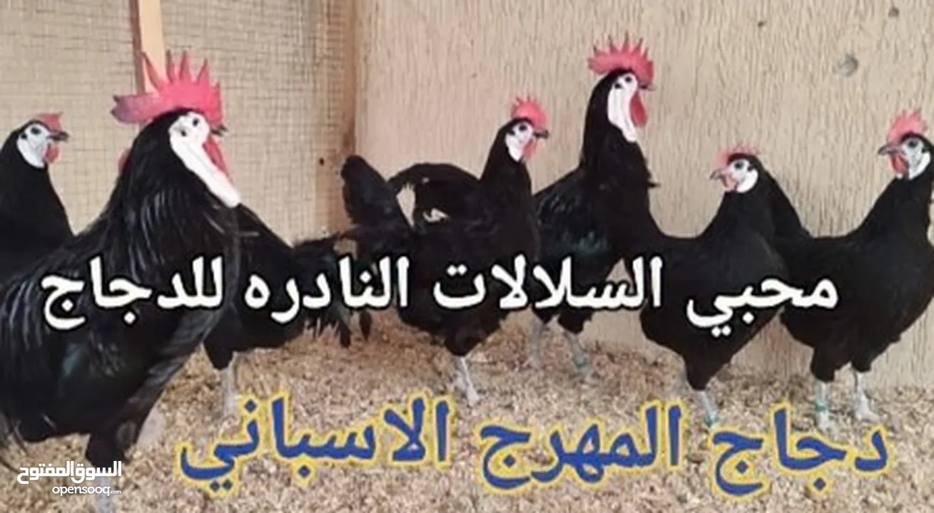 بيض مخصب و صيصان لسلالات دجاج نادره على مستوى العالم