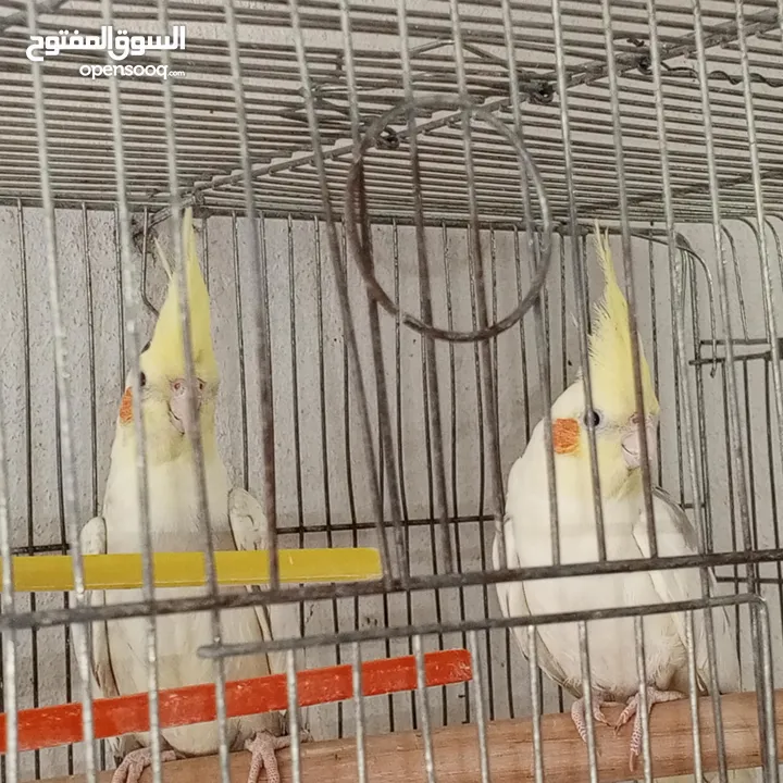 كوكتيل صوتهم حلو واليفات