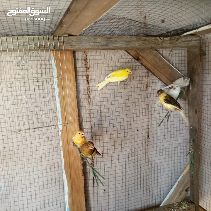 كنار للبيع