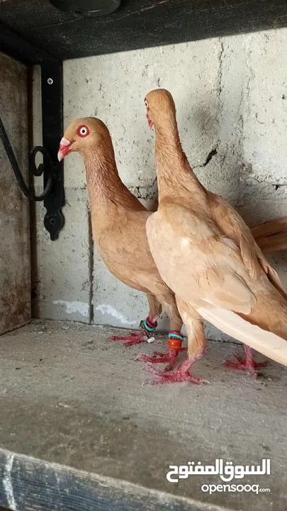 جواز حمام للبيع