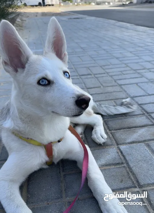 Luna a Husky 5-6 months old looking for new home